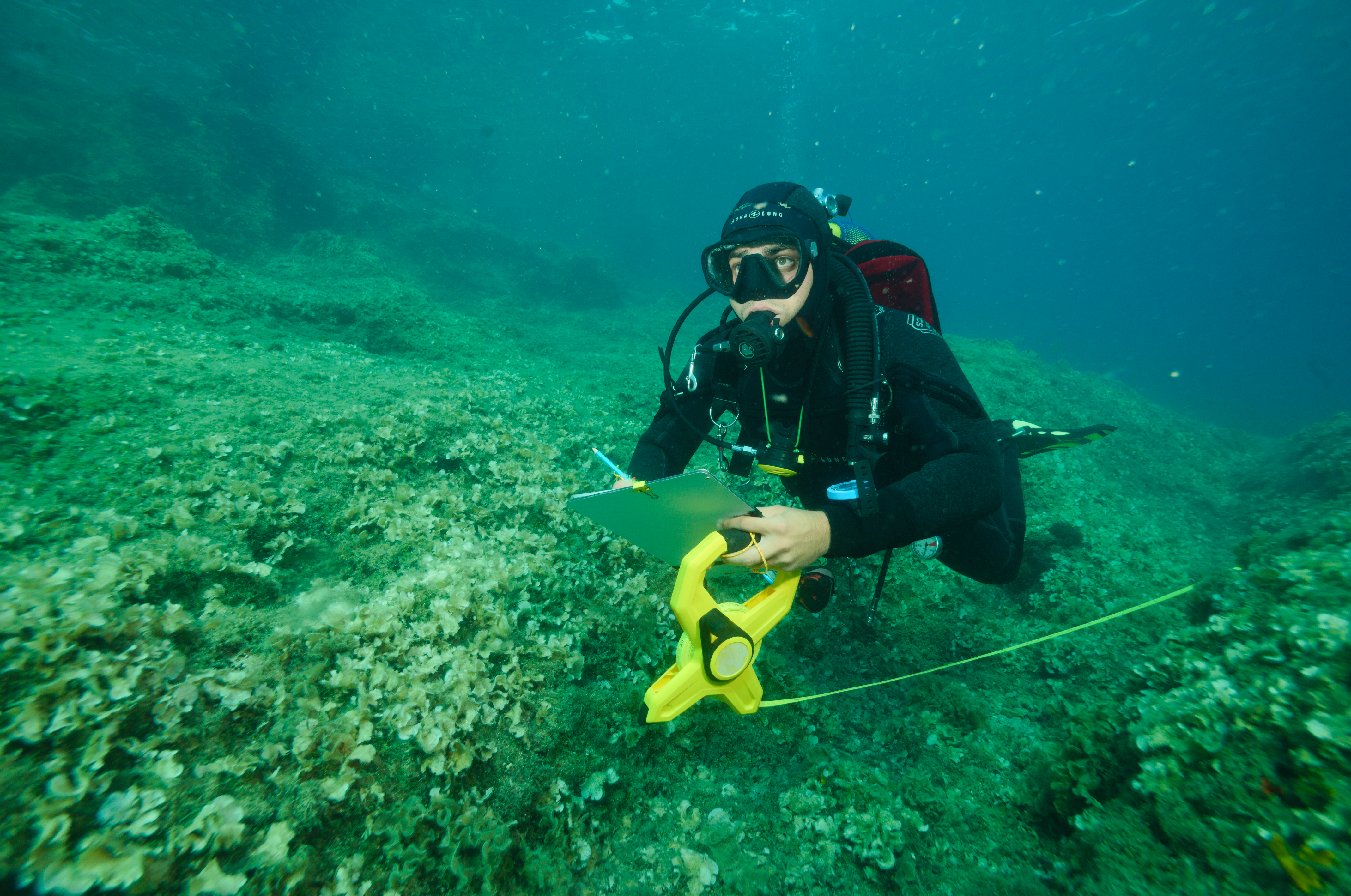 Un scientifique effectue un comptage de poissons pour le programme Odyssée des aires marines protégées  de WWF France, en partenariat avec Septentrion Environnement © Septentrion Environnement